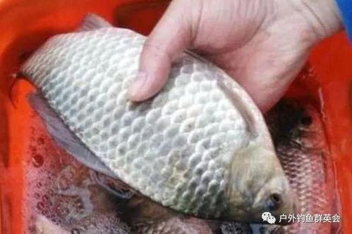 孙红雷吃鲫瓜视频大全免费观看,趣味视频大盘点  第1张